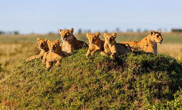 ZANZİBAR RÜYASI & AFRİKA SAFARİ MACERASI