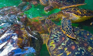 ZANZİBAR RÜYASI & AFRİKA SAFARİ MACERASI