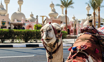 MISIR SHARM EL SHEİKH TURU DEV KAMPANYA 